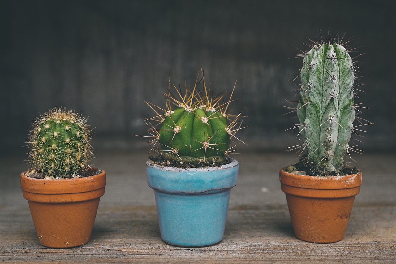 Successfully Growing Cacti in Your Home